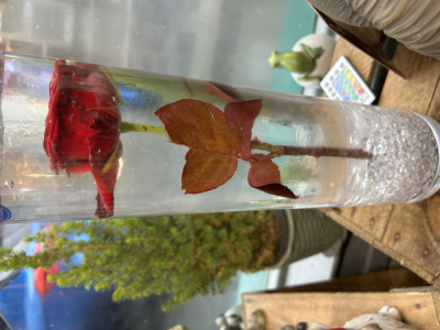 Valentines sunken rose - Rose in vase